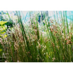 Sitina rozložitá (Juncus effusus) - výška 10-15 cm, kont. P9